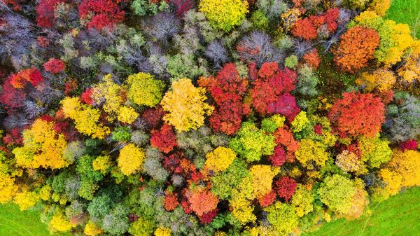 غابات تتلون بألوان فصل الخريف في حي بريونيجسك في جمهورية كاريليا الروسية، 2 أكتوبر 2021 - سبوتنيك عربي