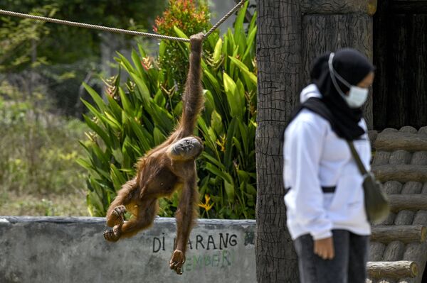 إنسان الغاب السومطري يتأرجح على حبل بالقرب من زائر في حديقة السفاري وحديقة الحيوانات في جانثو بمقاطعة أتشيه، إندونيسيا 10 أكتوبر 2021. - سبوتنيك عربي