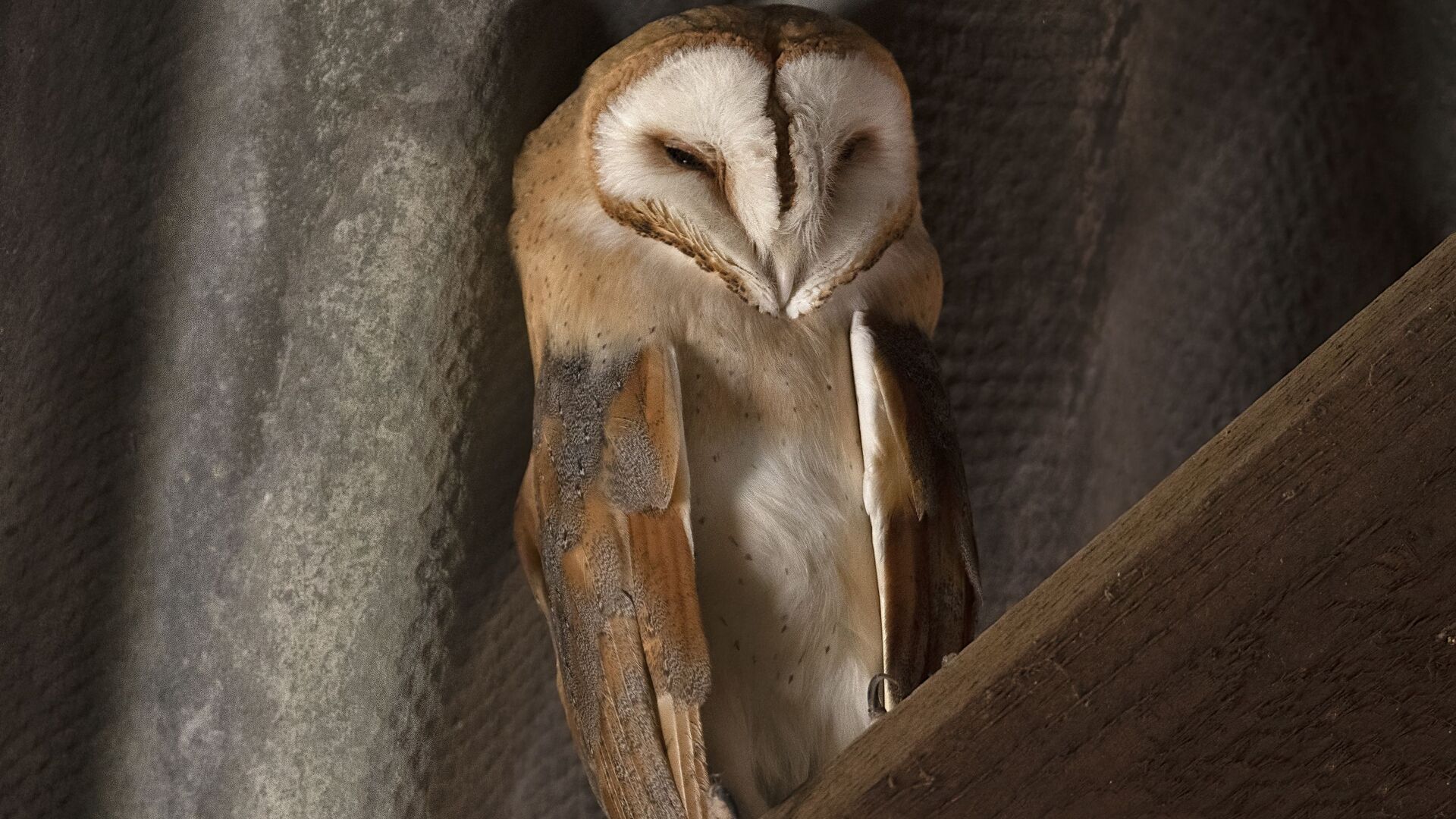 البومة الصيّاحة الشرقية (Screech owl) هي طائر جارح تعيش حياة ليلية وتعتبر من أكثر الحيوانات المموهة التي تتمتع بقدرات فريدة على التخفي  - سبوتنيك عربي, 1920, 16.10.2021