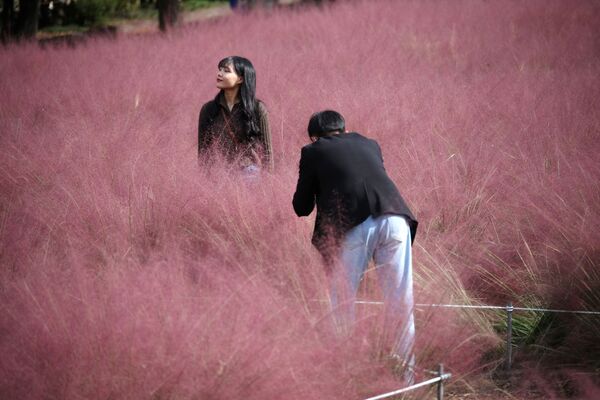 شخصان يلتقطان صورة في حقل العشب المهلي وردي اللون في حديقة وسط وباء فيروس كورونا (كوفيد-19) في هانام، كوريا الجنوبية ، 18 أكتوبر 2021. - سبوتنيك عربي