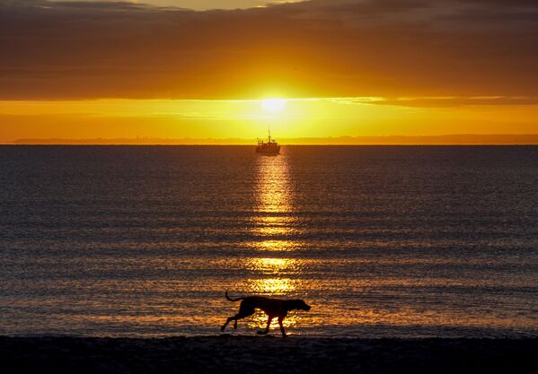 كلب يجري على طول بحر البلطيق في هافكروغ، شمال ألمانيا، مع شروق الشمس، 16 أكتوبر2021. - سبوتنيك عربي