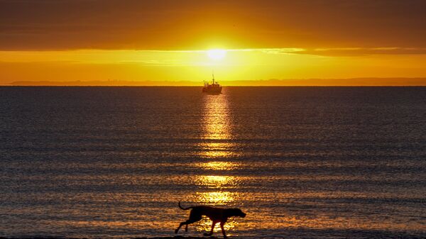 كلب يجري على طول بحر البلطيق في هافكروغ، شمال ألمانيا، مع شروق الشمس، 16 أكتوبر2021. - سبوتنيك عربي