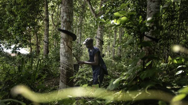 إحدى غابات غانا - سبوتنيك عربي