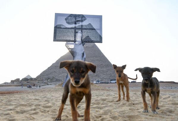 كلاب تقف على خلفية الأهرامات في الجيزة، مصر 23 أكتوبر 2021. - سبوتنيك عربي