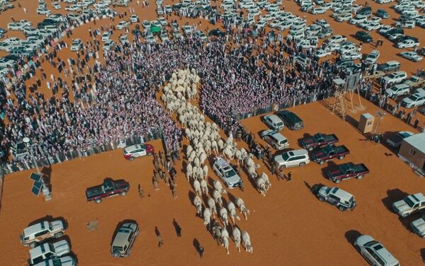مهرجان للإبل بالعاصمة الرياض - سبوتنيك عربي