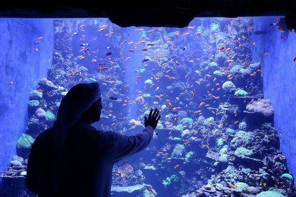  ناشونال أكواريوم أبو ظبي، أكبر حوض مائي في الشرق الأوسط وموطن لحوالي 46000 حيوان مائي، في أبو ظبي، الإمارات العربية المتحدة، 12 نوفمبر 2021 - سبوتنيك عربي