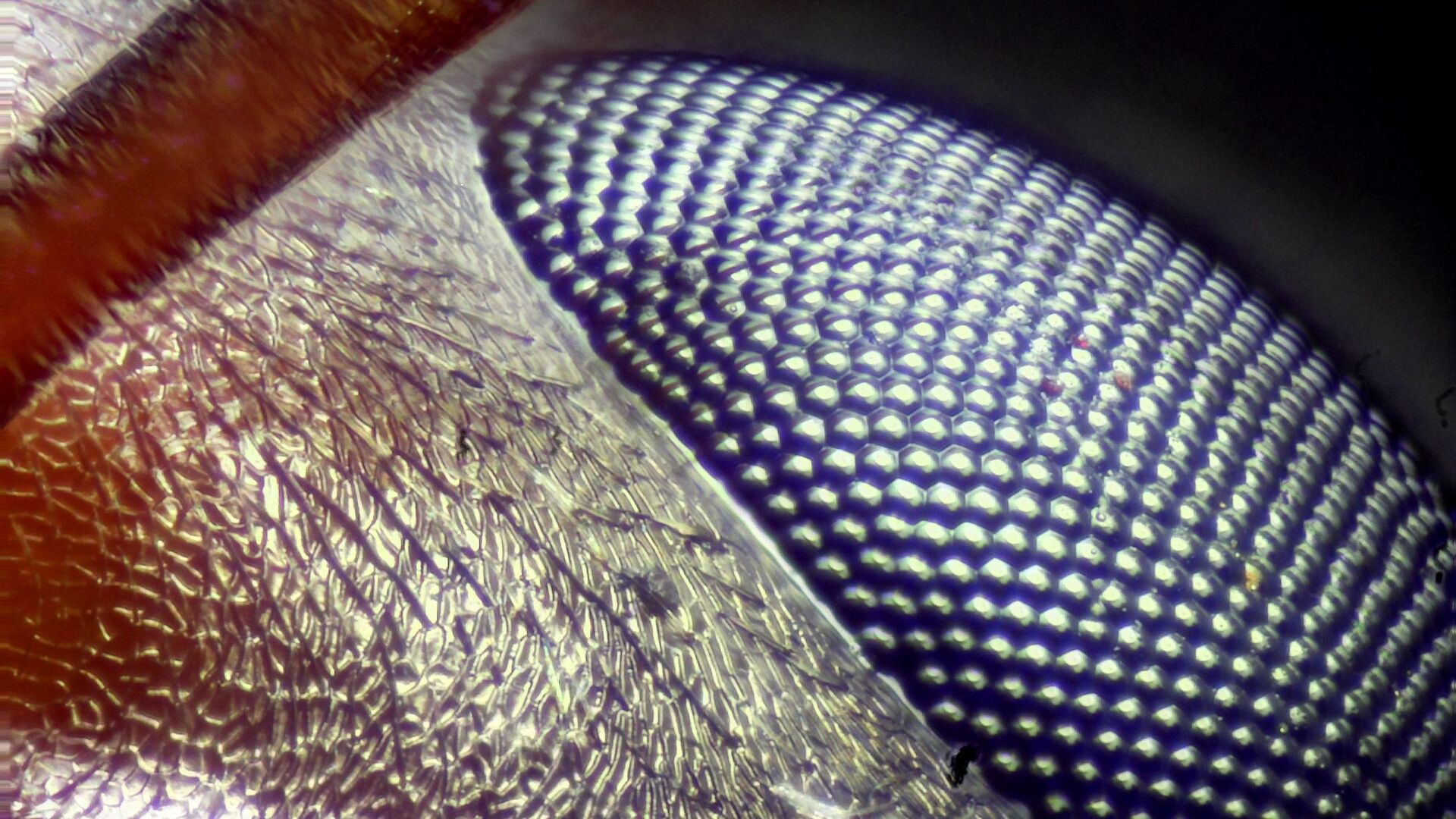 صورة مقربة بدرجة كبيرة لرأس نملة ويظهر في المشهد جزء من العين  - سبوتنيك عربي, 1920, 18.11.2021