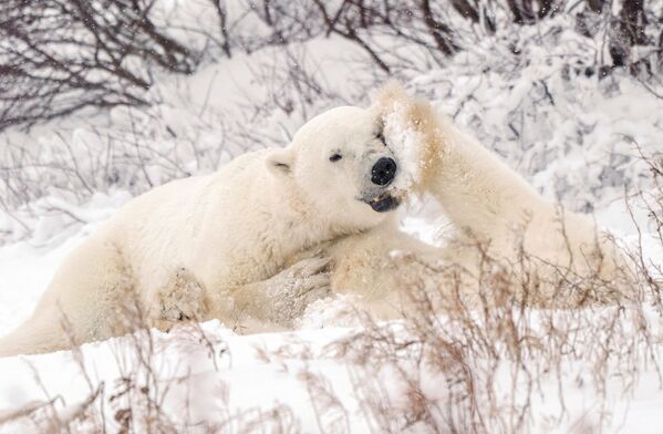 الدببة القطبية تتصارع بالقرب من مجتمع خليج هدسون في تشرشل، مانيتوبا، كندا، 20 نوفمبر 2021 - سبوتنيك عربي
