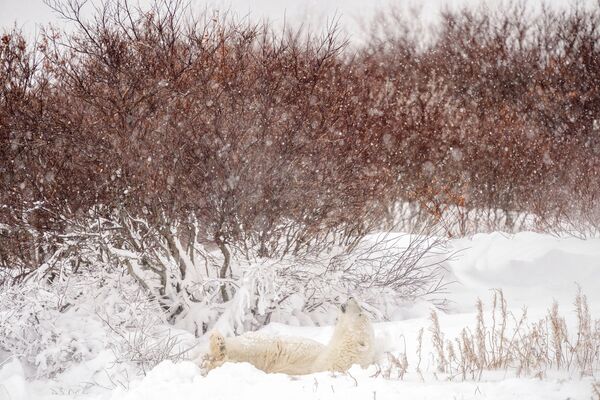 الدب القطبي يتخذ من الكثبان الثلجية ملجأ خلال عاصفة ثلجية، بالقرب من مجتمع خليج هدسون في تشرشل، مانيتوبا، كندا، 20 نوفمبر 2021 - سبوتنيك عربي
