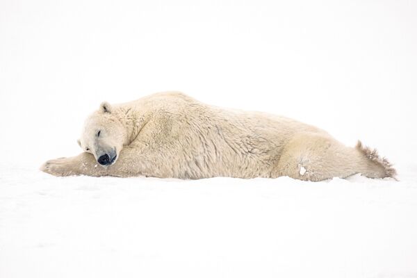 الدب القطبي خلال استراحة بعد الصراع، بالقرب من مجتمع خليج هدسون في تشرشل، مانيتوبا، كندا، 20 نوفمبر 2021 - سبوتنيك عربي