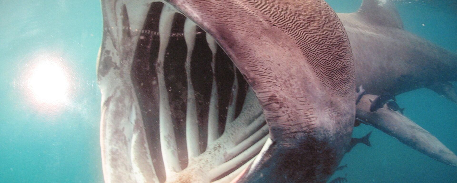 أحد أصناف أسماك القرش الغريبة  - سبوتنيك عربي, 1920, 28.11.2021