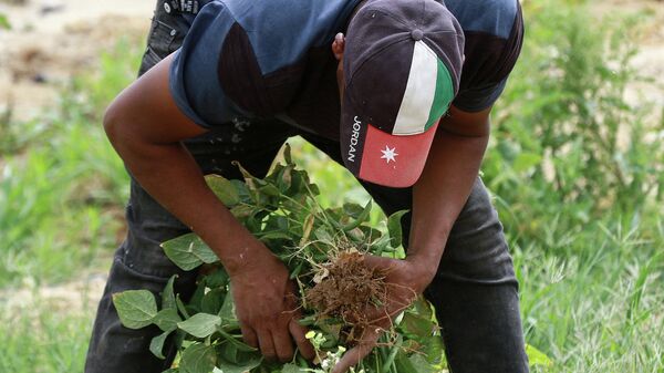 رجل أردني يحصد الفاصوليا الخضراء في مزرعة في غور الحديثة، على بعد حوالي 80 كيلومترا جنوب العاصمة الأردنية عمان، 20 نيسان/ أبريل 2021 - سبوتنيك عربي