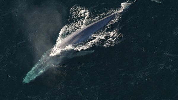 الحوت الأزرق يعبر المحيط  - سبوتنيك عربي