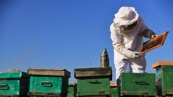 في إعادة ترميم قطاع تربية النحل مجدداً بعد 10 سنوات من الحرب في سوريا - سبوتنيك عربي