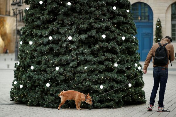 كلب يتبول أمام شجرة عيد الميلاد في بلاس فاندوم في باريس، فرنسا، 15 ديسمبر 2021. - سبوتنيك عربي