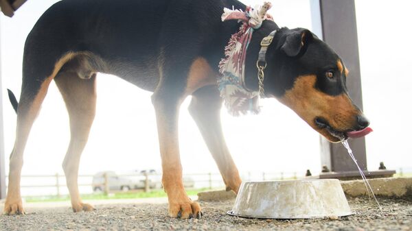 كلب يشرب الماء من وعائه - سبوتنيك عربي