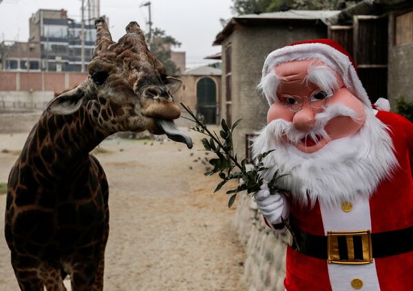 رجل يرتدي زي بابا نويل يُطعم زرافة، حيث تم منح الحيوانات هدايا خاصة بمناسبة عيد الميلاد في حديقة حيوان هواتشيبا في ليما، بيرو، 17 ديسمبر 2021. - سبوتنيك عربي