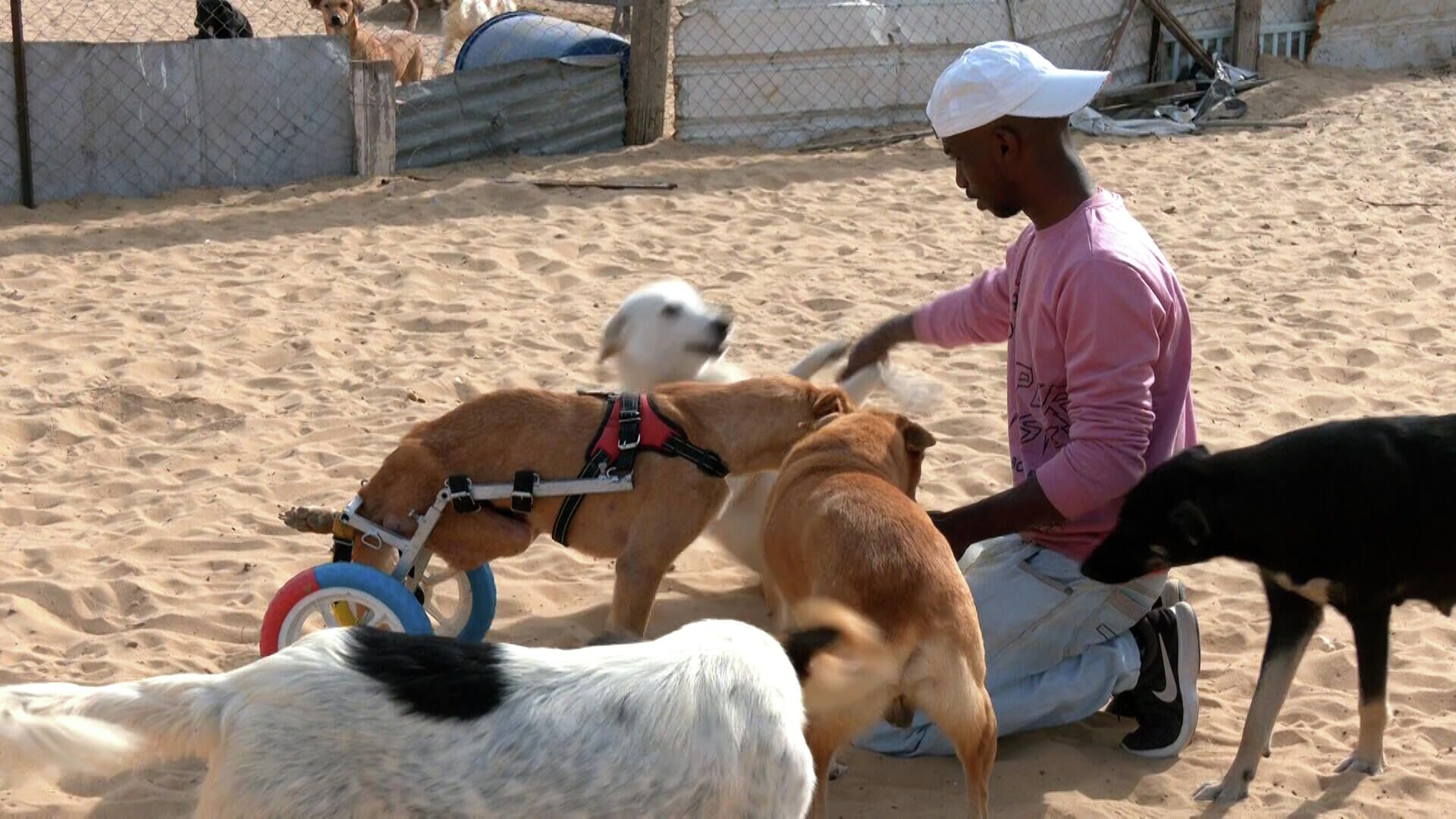 فلسطيني يأوي الكلاب الضالة ويصنع الأطراف الصناعية للمصابة منها بالشلل  - سبوتنيك عربي, 1920, 04.01.2022