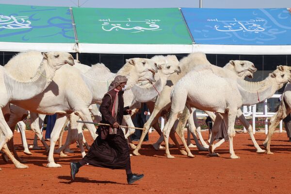 عمال سعوديون يعرضون جمالهم في موكب خلال النسخة السادسة من مهرجان الملك عبد العزيز للإبل في منطقة رماح، على بعد 161 كلم شرق العاصمة الرياض، 8 يناير 2022. - سبوتنيك عربي