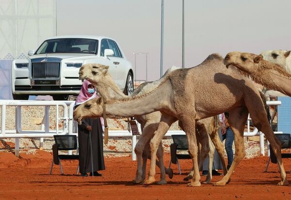 تُعرض الإبل خلال النسخة السادسة من مهرجان الملك عبد العزيز للإبل في منطقة رماح، على بعد 161 كلم شرق العاصمة الرياض، 8 يناير 2022. - سبوتنيك عربي