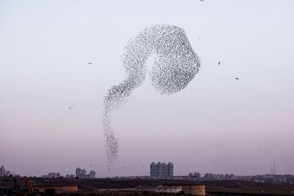 سرب من طيور الزرزور المهاجرة عبر السماء بالقرب من مدينة بئر السبع، جنوب إسرائيل، 13 يناير 2022 - سبوتنيك عربي