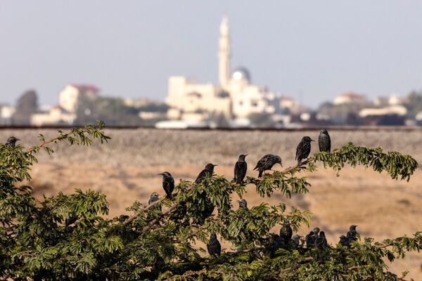 سرب من طيور الزرزور المهاجرة بالقرب من مدينة بئر السبع، جنوب إسرائيل، 28 ديسمبر 2021 - سبوتنيك عربي