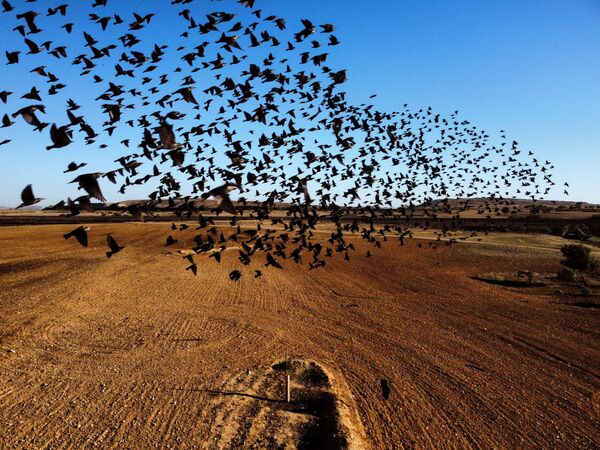 سرب من طيور الزرزور المهاجرة عبر السماء بالقرب من مدينة بئر السبع، جنوب إسرائيل، 11 يناير 2022 - سبوتنيك عربي