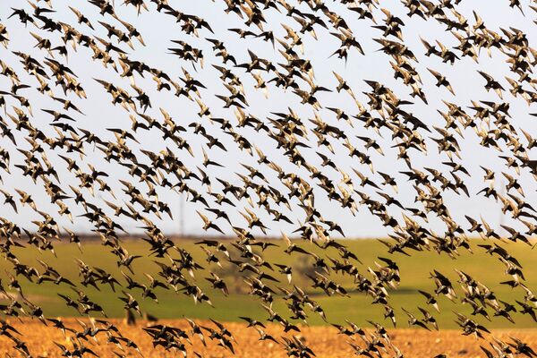 سرب من طيور الزرزور المهاجرة عبر السماء بالقرب من مدينة بئر السبع، جنوب إسرائيل، 11 يناير 2022 - سبوتنيك عربي