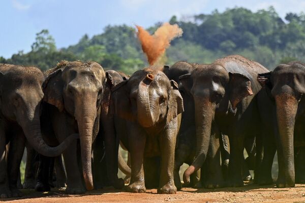 الأفيال تتجول داخل دار الأيتام بيناولا  إليفانت في بيناولا، سريلانكا 15 يناير 2022. - سبوتنيك عربي