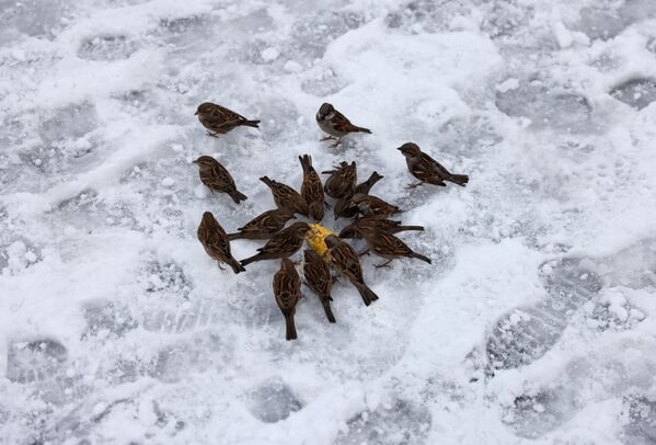 تتجمع الطيور لأكل الذرة أثناء تساقط الثلوج بكثافة في إسطنبول، تركيا، 25 يناير 2022. - سبوتنيك عربي