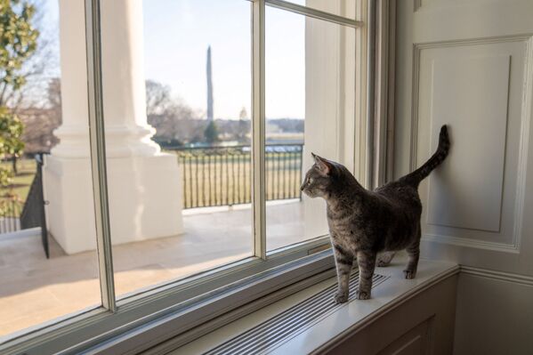 عضو عائلة البيت الأبيض الجديد - القط ويلو، 27 يناير 2022 - سبوتنيك عربي