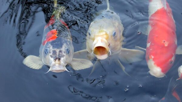 أسماك تطفو على وجه المياه - سبوتنيك عربي