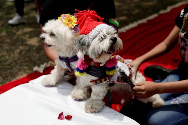 تجلس الكلاب خلال حفل زفاف رمزي كجزء من مسابقة MatriCan ( ماتريكان: مسرحية للكلمات الإسبانية لكلمة زفاف وكلب) في يوم عيد الحب في ليما، بيرو 14 فبراير 2022. - سبوتنيك عربي