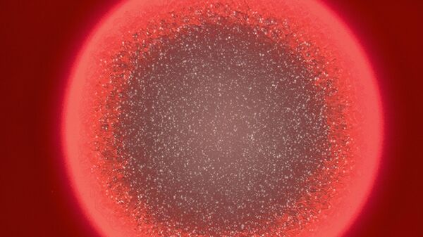 بكتيريا تحت المجهر في المختبر  - سبوتنيك عربي