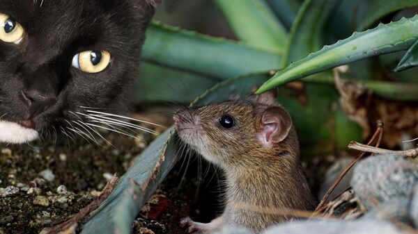 فأر صغير بجانب قط  - سبوتنيك عربي