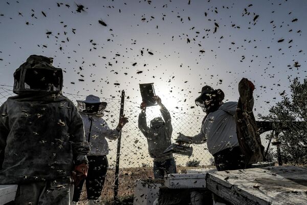 مربيو النحل فلسطينيون يجمعون العسل في المنحل خلال موسم الحصاد السنوي في خان يونس جنوب قطاع غزة، فلسطين، 9 مايو 2022. - سبوتنيك عربي