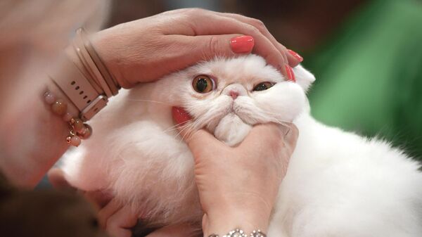 يتم فحص قطة من قبل قاضٍ خلال مسابقة سوفيسكات الدولية لجمال القطط في بوخارست، رومانيا، 7 مايو  2022. - سبوتنيك عربي