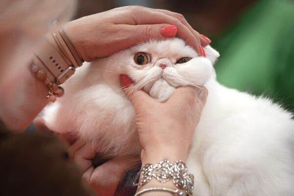يتم فحص قطة من قبل قاضٍ خلال مسابقة سوفيسكات الدولية لجمال القطط في بوخارست، رومانيا، 7 مايو  2022. - سبوتنيك عربي