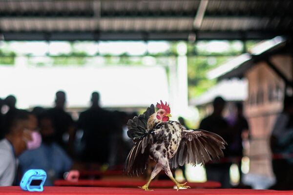 دجاجة سيراما أثناء مسابقة جمال الدجاج في كامبونغ جينجاروم، ولاية سيلانغور الماليزية في 14 مايو 2022. - سبوتنيك عربي