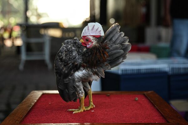 دجاجة سيراما خلال مسابقة جمال الدجاج في كامبونغ جينجاروم، ولاية سيلانغور الماليزية في 14 مايو 2022. - سبوتنيك عربي