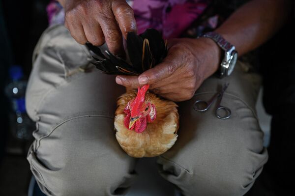 متسابق يحمل دجاجة سيراما قبل بدء مسابقة جمال الدجاج في كامبونغ جينجاروم، ولاية سيلانغور الماليزية في 14 مايو 2022. - سبوتنيك عربي