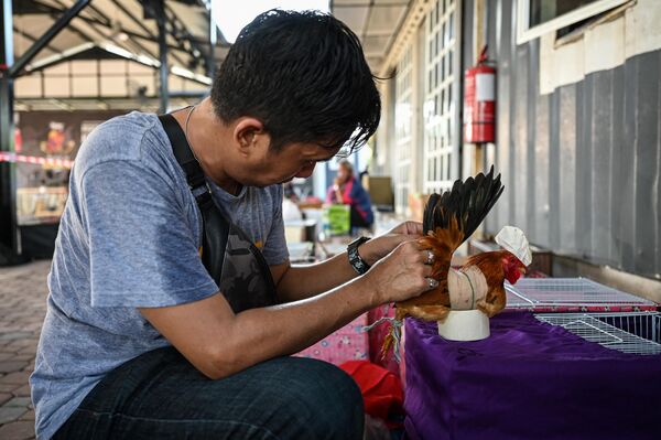 متسابق يحضر دجاجته سيراما قبل بدء مسابقة جمال الدجاج في كامبونغ جينجاروم، ولاية سيلانغور الماليزية في 14 مايو 2022. - سبوتنيك عربي
