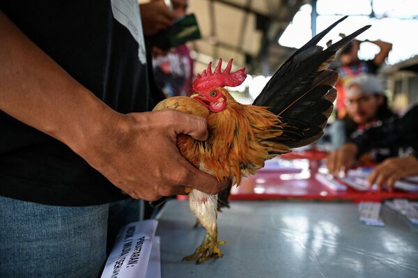 متسابق يمسك بدجاجة سيراما قبل بدء مسابقة جمال الدجاج في كامبونغ جينجاروم، ولاية سيلانغور الماليزية في 14 مايو 2022. - سبوتنيك عربي