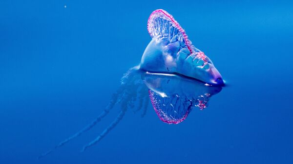 مخلوق بحري غريب من فصيلة قناديل البحر  - سبوتنيك عربي
