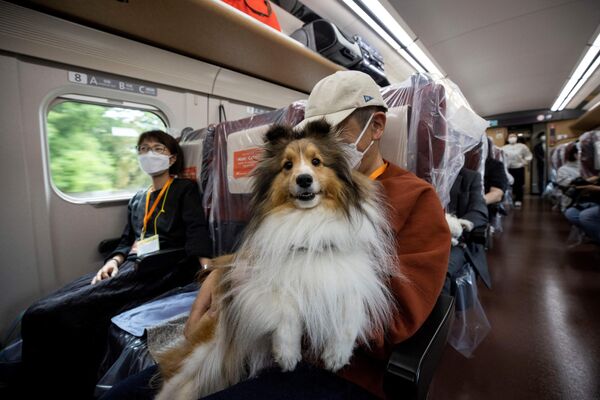 يستقل الركاب قطار شينكانسن السريع مع كلابهم خلال رحلة مدتها ساعة واحدة، من طوكيو إلى منتجع كارويزاوا، اليابان 21 مايو 2022. - سبوتنيك عربي