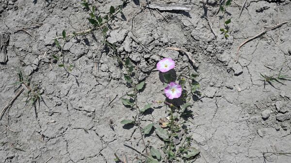 سان جيل، جنوب فرنسا، تُظهر زهورًا برية على تربة تشققت بسبب الجفاف خلال موجة حر استثنائية في فرنسا، 19 مايو 2022 - سبوتنيك عربي