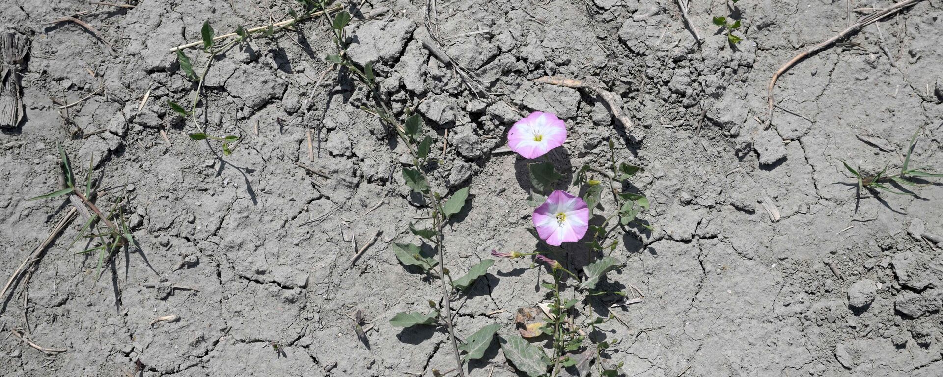 سان جيل، جنوب فرنسا، تُظهر زهورًا برية على تربة تشققت بسبب الجفاف خلال موجة حر استثنائية في فرنسا، 19 مايو 2022 - سبوتنيك عربي, 1920, 02.06.2022