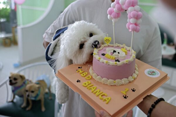 الكلبة بلانكا تحتفل بعامها الأول، في أول مقهى للكلاب في دبي، في 30 مايو 2022  - سبوتنيك عربي
