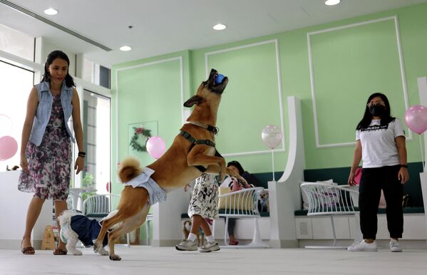 الكلاب وأصحابها تحتفل بعيد ميلاد أحد الكلاب، في أول مقهى للكلاب في دبي، في 30 مايو/أيار 2022 - سبوتنيك عربي