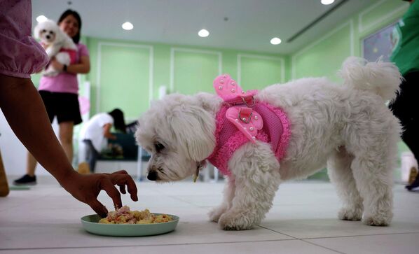 كلبة تأكل كعكة في مقهى للكلاب في دبي، 30 مايو 2022 - سبوتنيك عربي